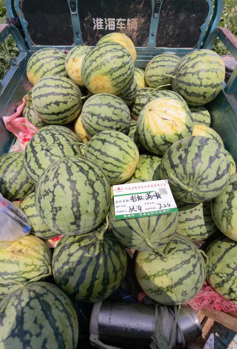 满口糖2号F1美都类西瓜种子早熟高糖大红肉甜度14度耐裂