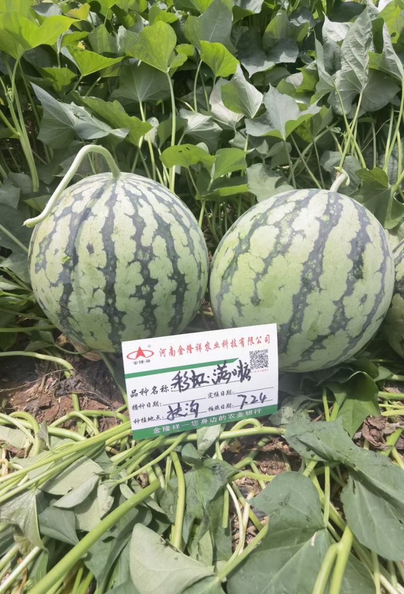 满口糖2号F1美都类西瓜种子早熟高糖大红肉甜度14度耐裂