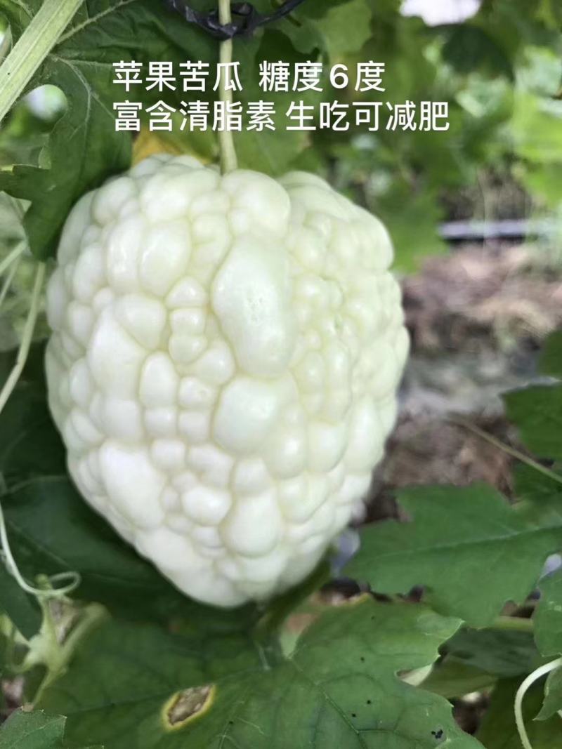 苹果苦瓜F1杂交一代中早熟坐果多抗病单果500克亩300