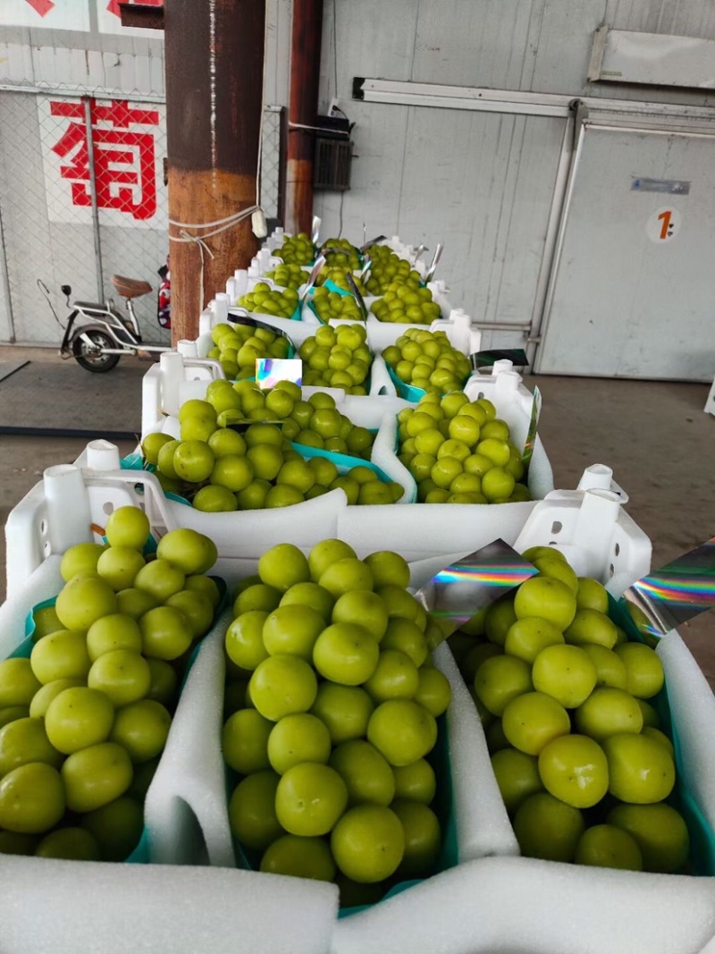 阳光玫瑰