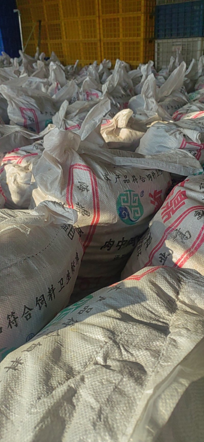洋姜沙地菊芋鬼子姜精品过筛洋姜种子各种规格产地一手货源