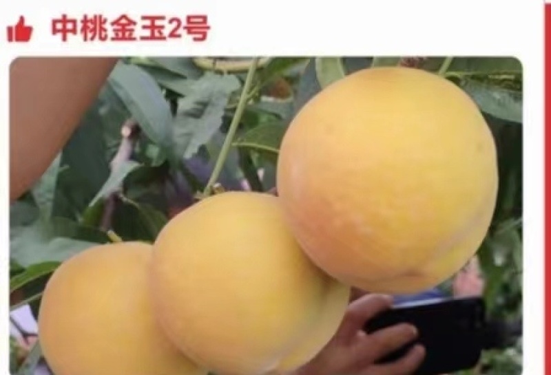 纯黄金中桃金玉2号黄金蜜7黄桃苗，基地直销