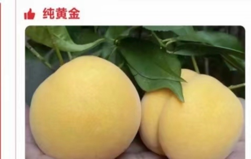 纯黄金中桃金玉2号黄金蜜7黄桃苗，基地直销
