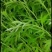 芦蒿