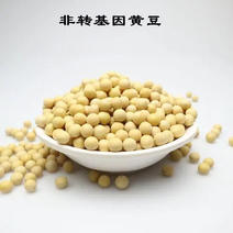 进口优质高蛋白大豆