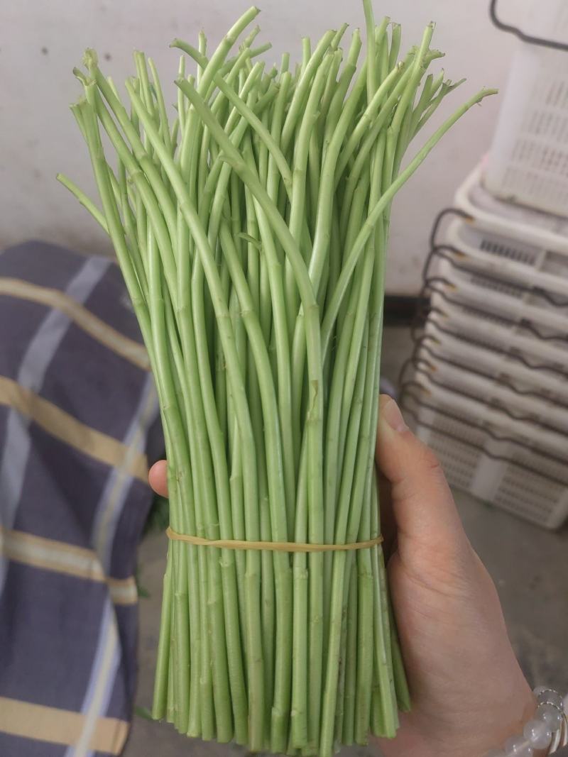 黎蒿