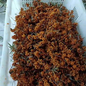 沙棘果