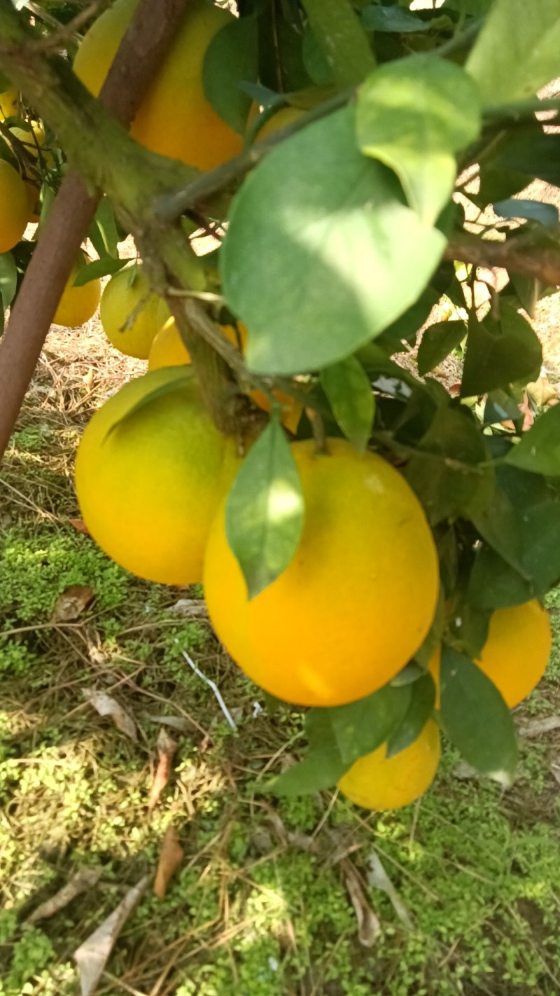 赣南脐橙