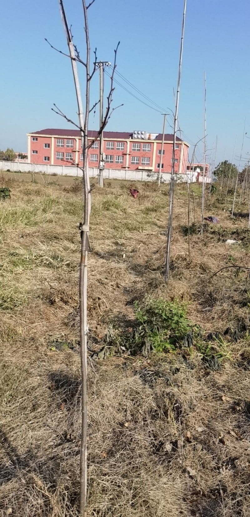 椴树苗