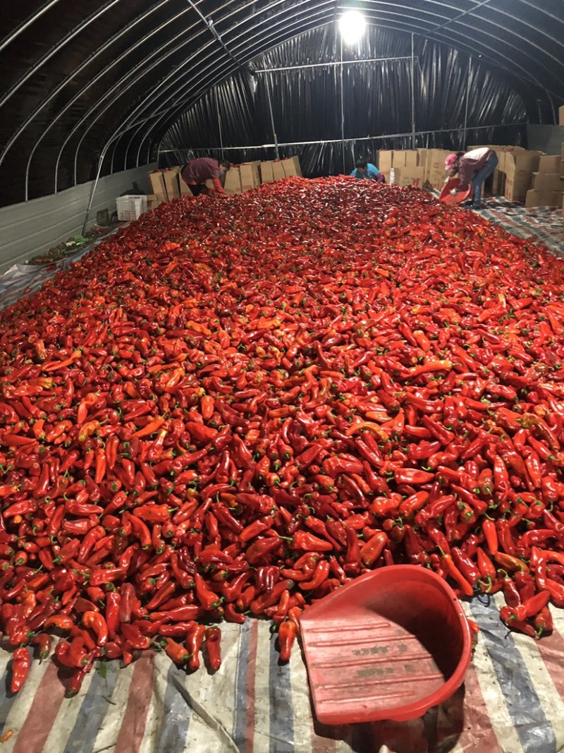 红辣椒产区一手货源发货全国保质保量
