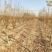 基地4公分5公分6公分柿子树带土球发货