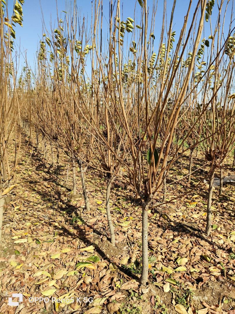 基地4公分5公分6公分柿子树带土球发货