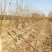 基地4公分5公分6公分柿子树带土球发货