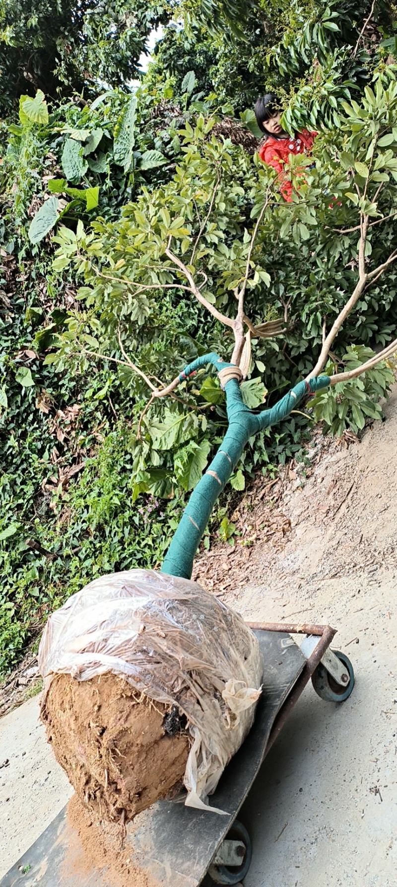 广东仙进奉荔枝苗，花园种植，当年结果大量供应品质保障