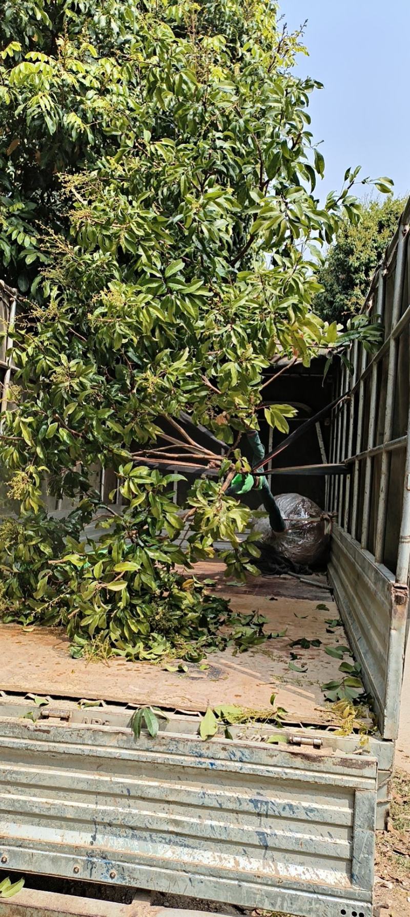 广东仙进奉荔枝苗，花园种植，当年结果大量供应品质保障