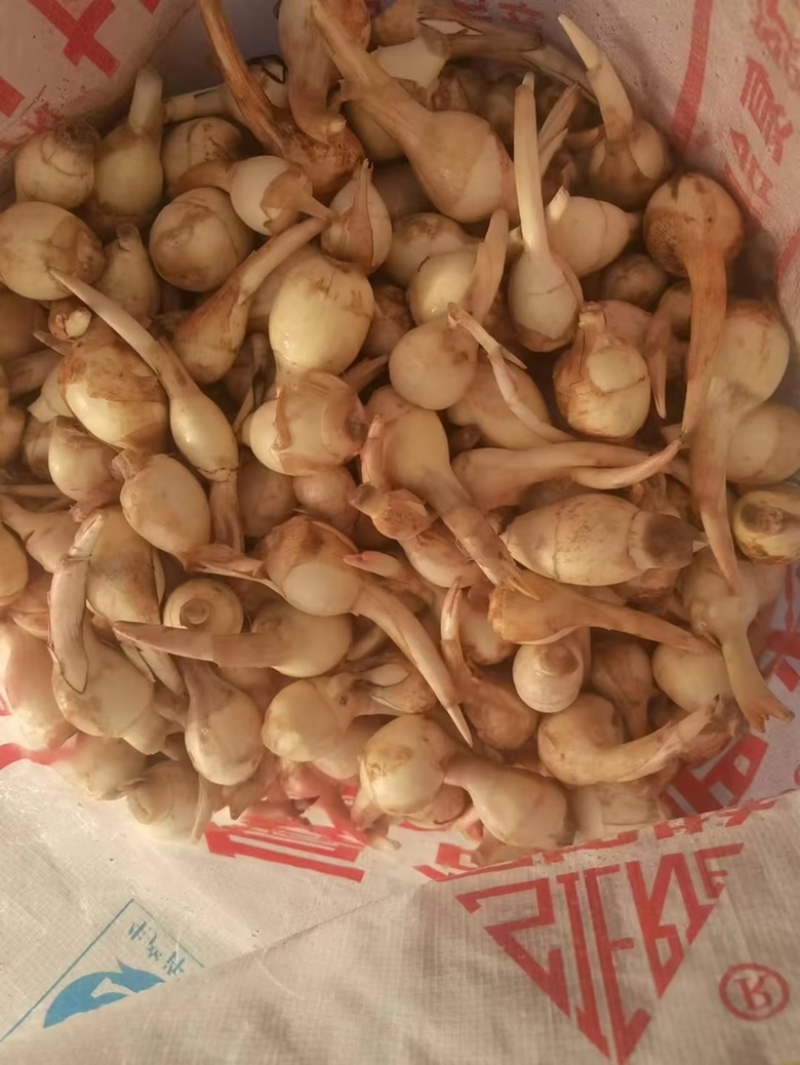 江苏慈姑质量保证，慈姑新鲜，货源充足，大中小齐全
