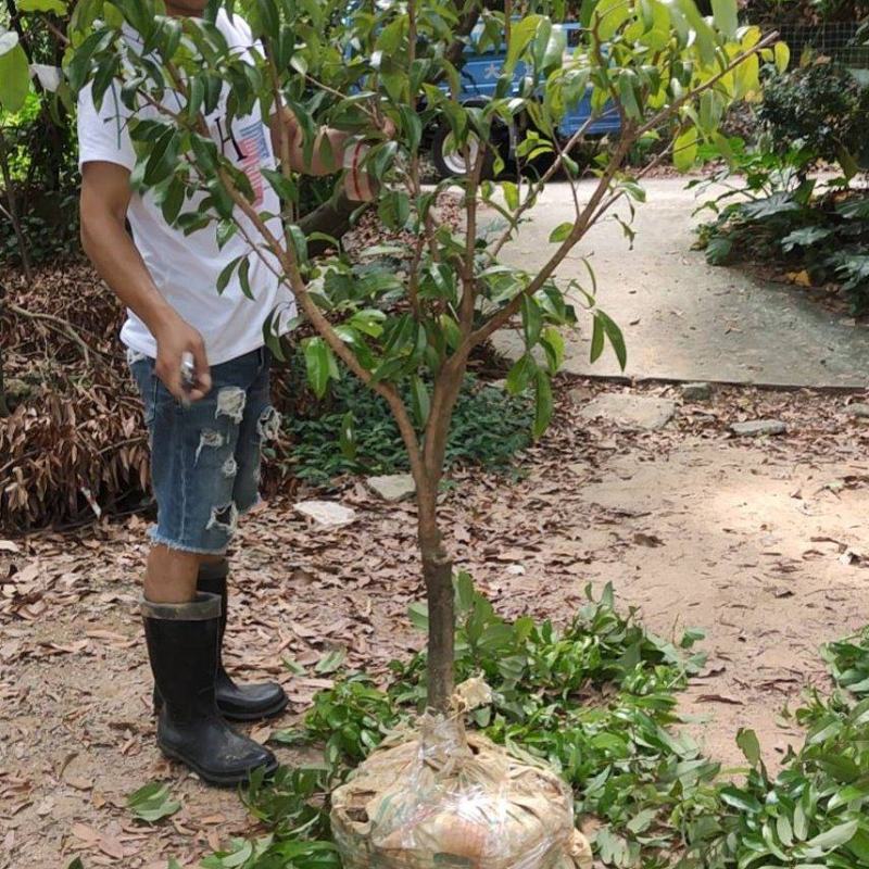 广东仙进奉荔枝苗，花园种植，当年结果大量供应品质保障