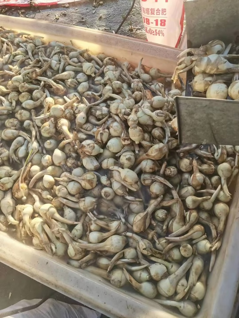 江苏慈姑自己种植新鲜采摘品质保证可长期合作欢迎老板来电