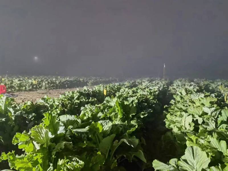 增城迟菜心，整车发，商超，市场。团购一件代发。