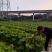 增城迟菜心，整车发，商超，市场。团购一件代发。