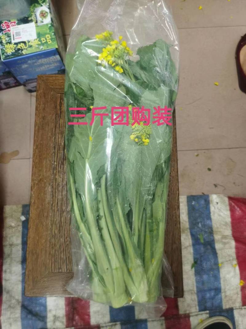 增城迟菜心，整车发，商超，市场。团购一件代发。