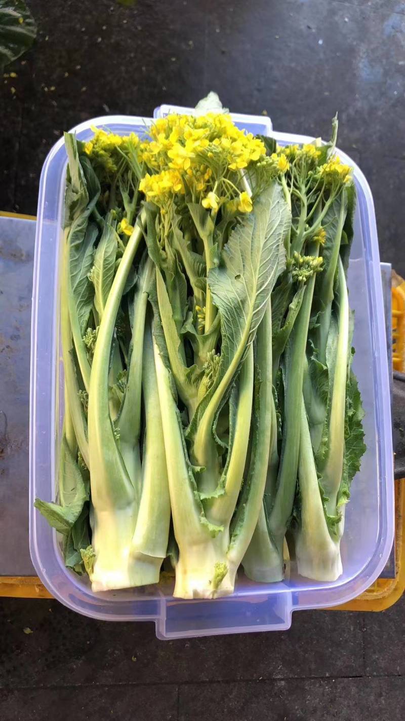 增城迟菜心，整车发，商超，市场。团购一件代发。