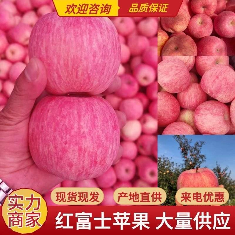 山东红富士苹果产地批发货源充足保质保量全国发货