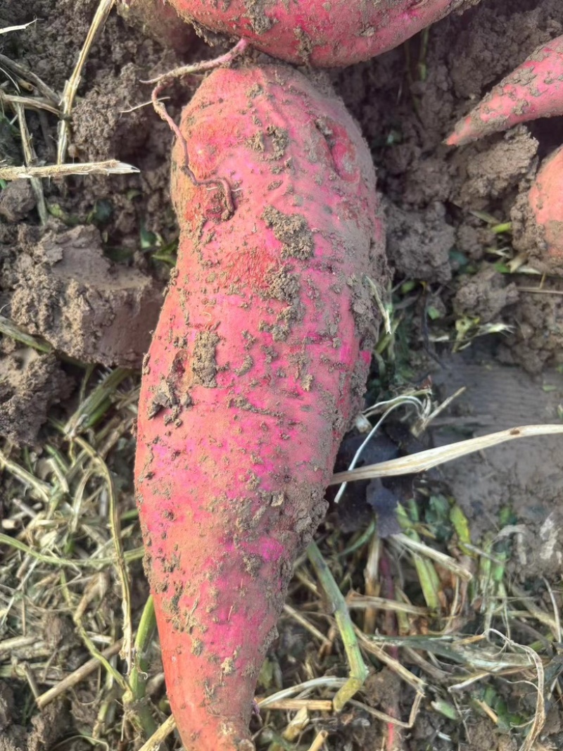 河南商薯19，出粉率高，产地直供量大优惠对接各大电商平台