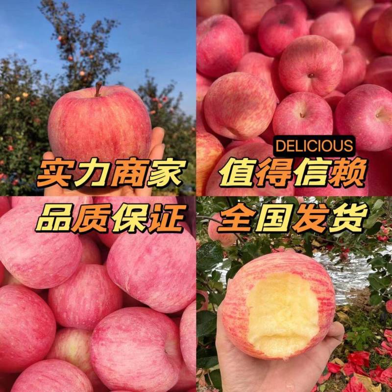 山东红富士苹果产地批发货源充足保质保量全国发货