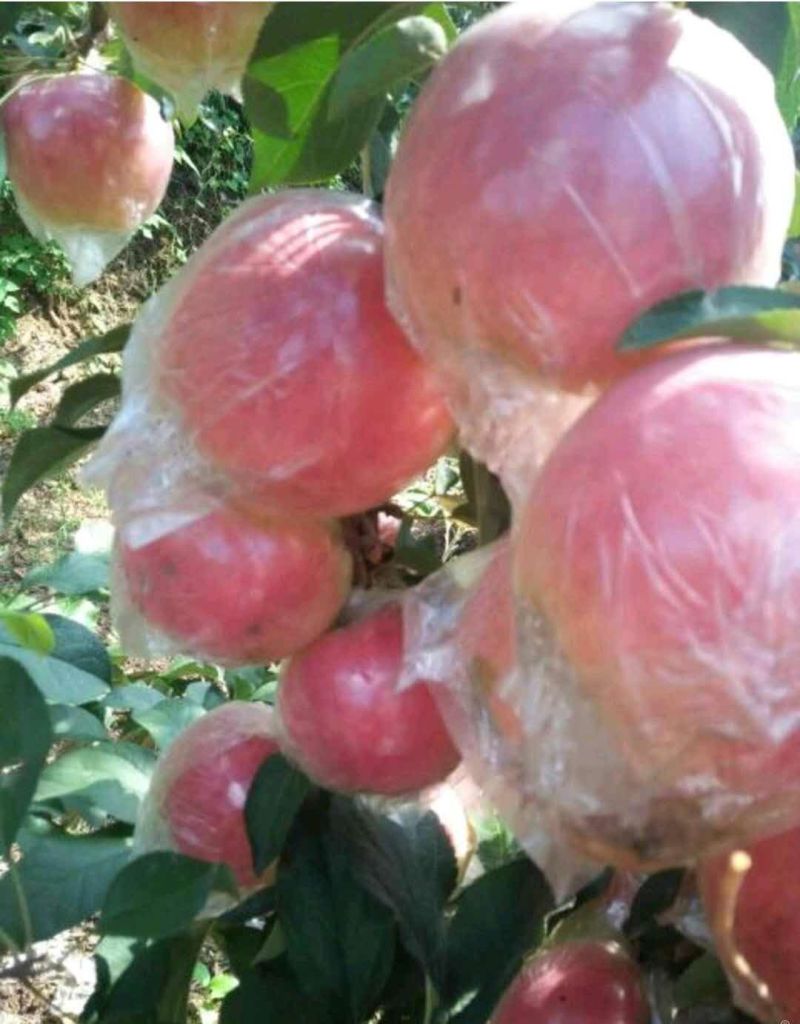 山东红富士苹果产地批发货源充足保质保量全国发货