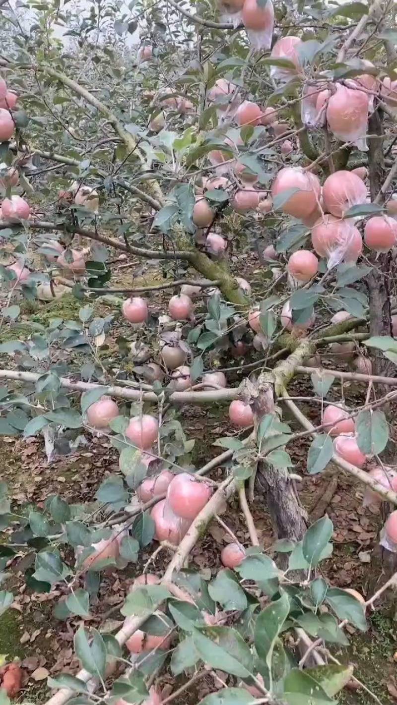 山东红富士苹果产地批发货源充足保质保量全国发货