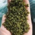 包邮云南金阳青花椒，青椒云南花椒产地直发品质保障