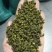 包邮云南金阳青花椒，青椒云南花椒产地直发品质保障