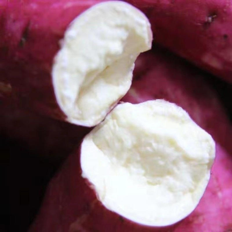 河南红薯，精品商薯，出粉率高，产地直供对接各大电商平台