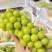 河北阳光玫瑰-产地直供-量大从优-价格优惠-可优惠