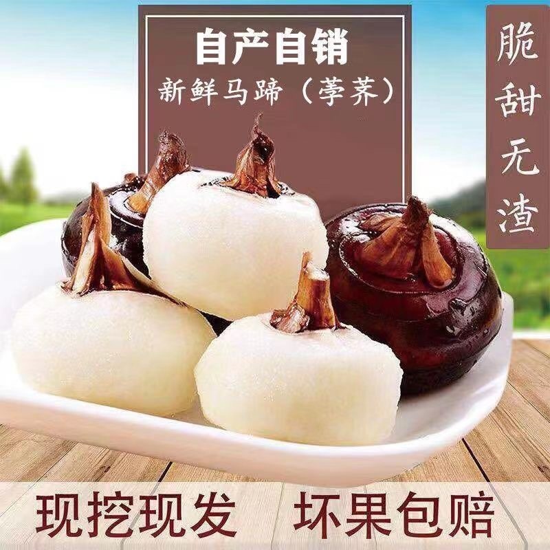 正宗红荸荠大果红果新鲜发货莲藕现挖现发