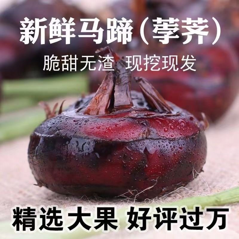 正宗红荸荠大果红果新鲜发货莲藕现挖现发