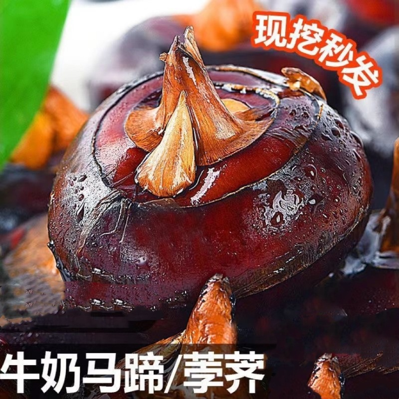 正宗红荸荠大果红果新鲜发货莲藕现挖现发