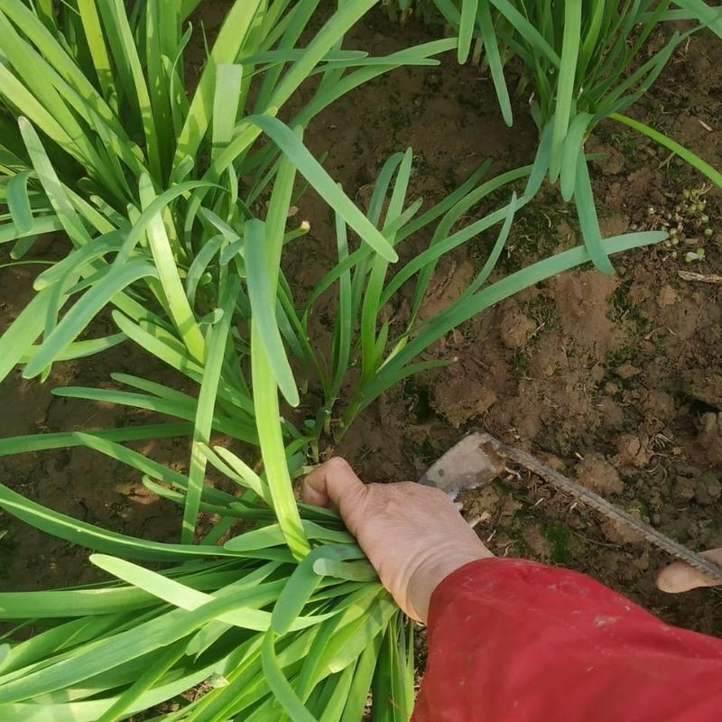 预售绿色种植的韭菜，一月内上市