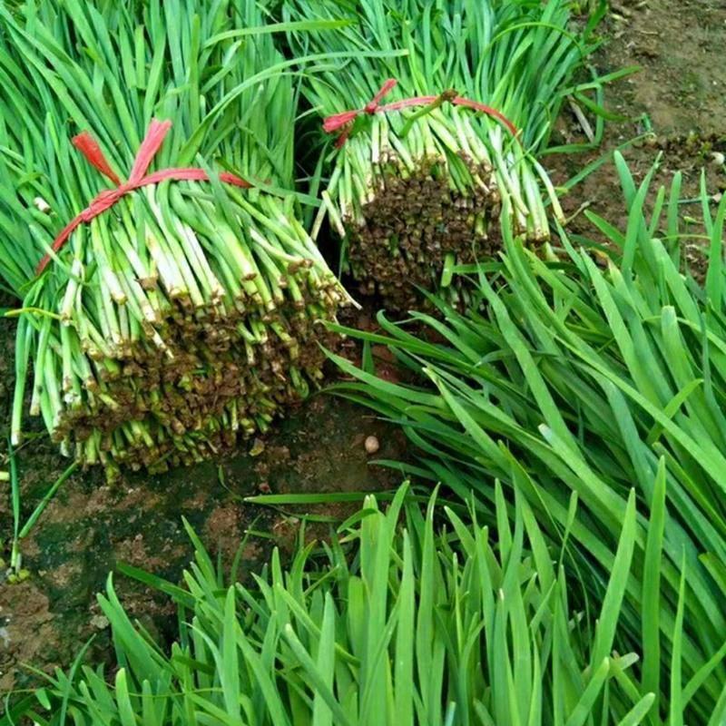 预售绿色种植的韭菜，一月内上市