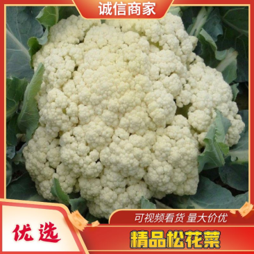 四川松花菜，菜花大量上市产地直发一手货源，对接商超
