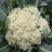 四川松花菜，菜花大量上市产地直发一手货源，对接商超