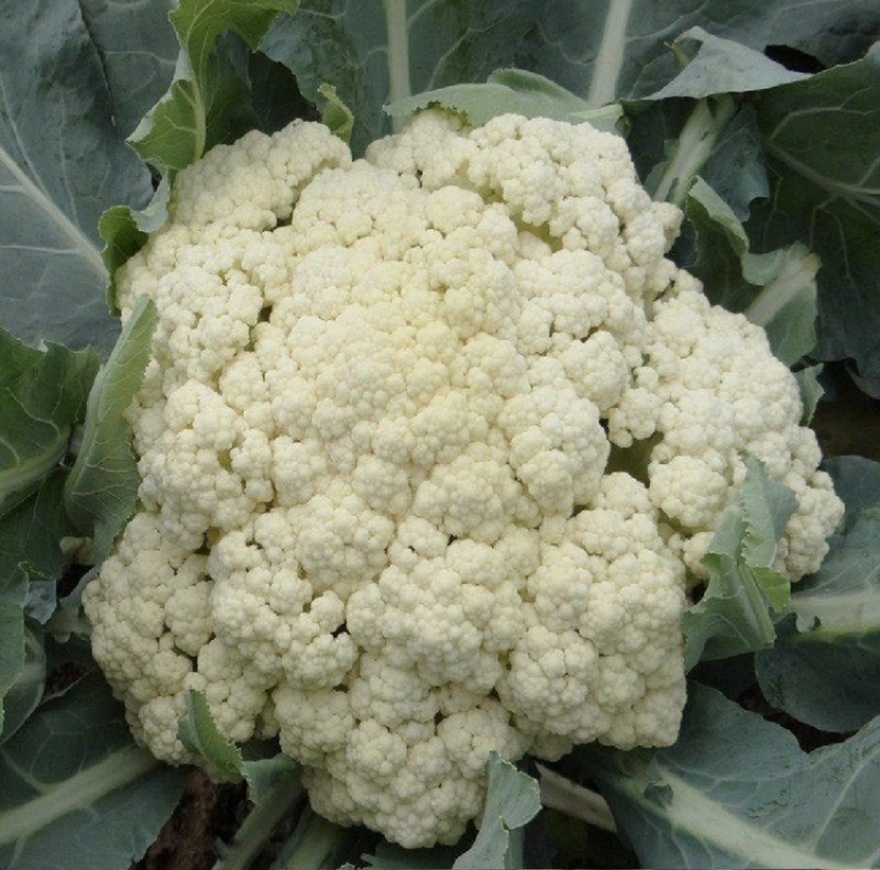 四川松花菜，菜花大量上市产地直发一手货源，对接商超