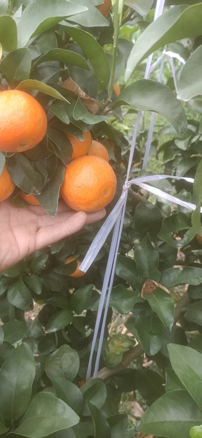 渠县金秋沙糖桔纯甜无酸细嫩化渣质量保证欢迎订购