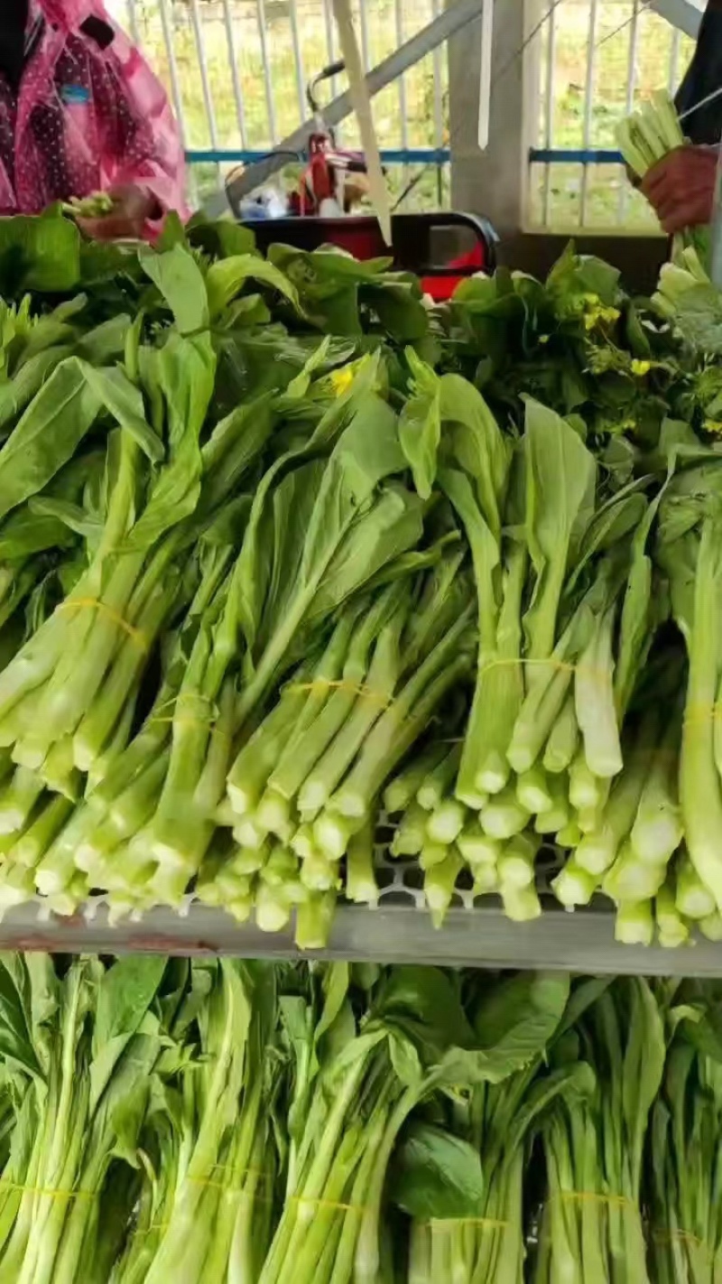 【精品】湖北白菜苔大量上市产地直发欢迎来电咨询