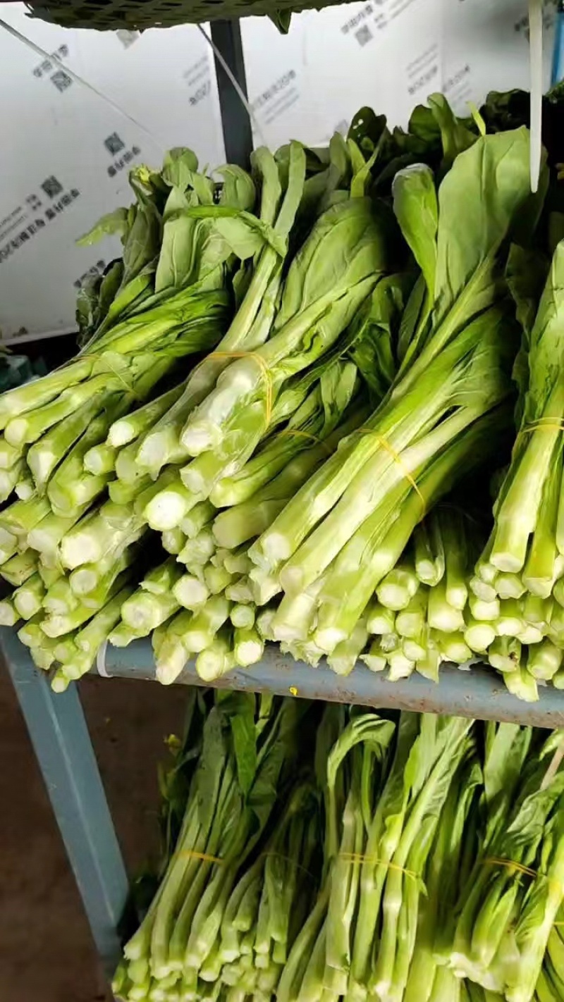 【精品】湖北白菜苔大量上市产地直发欢迎来电咨询