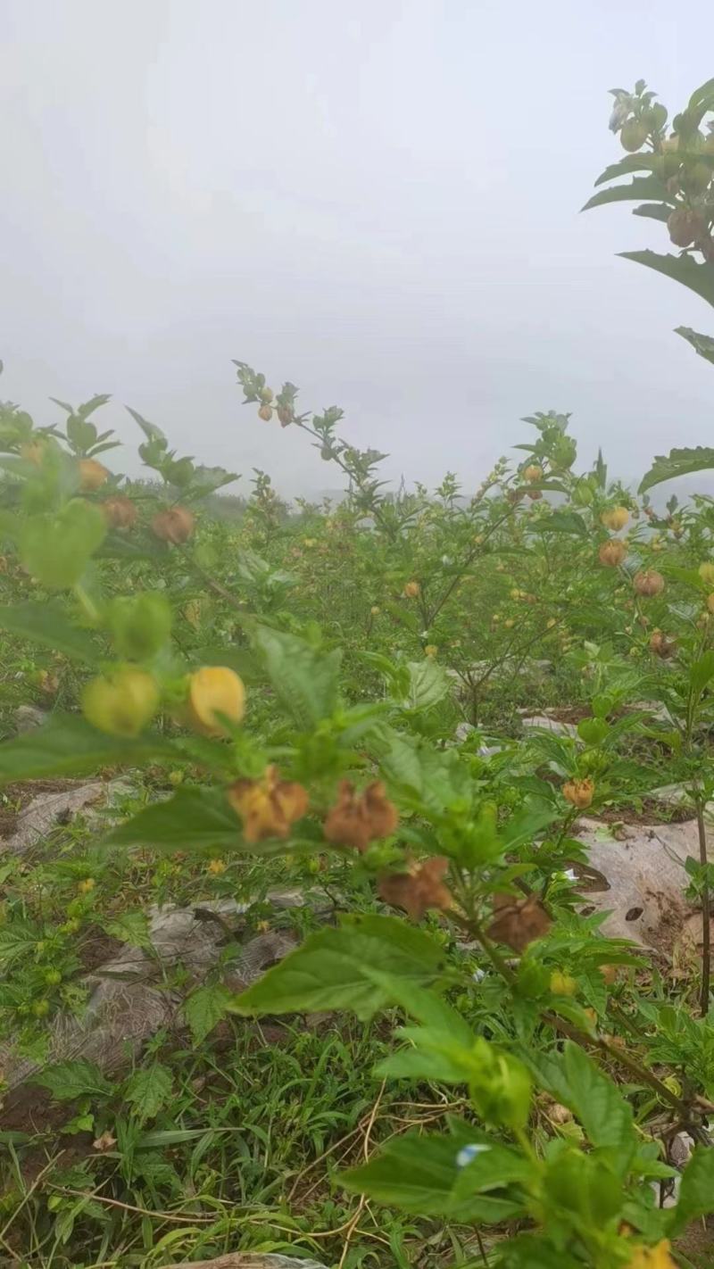 贵州冰粉籽，假酸浆种子，产地直销，价格实惠，不包邮