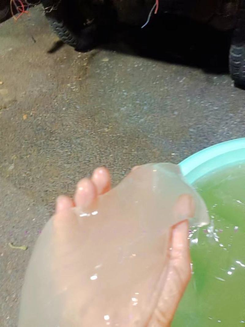 贵州冰粉籽，假酸浆种子，产地直销，价格实惠，不包邮