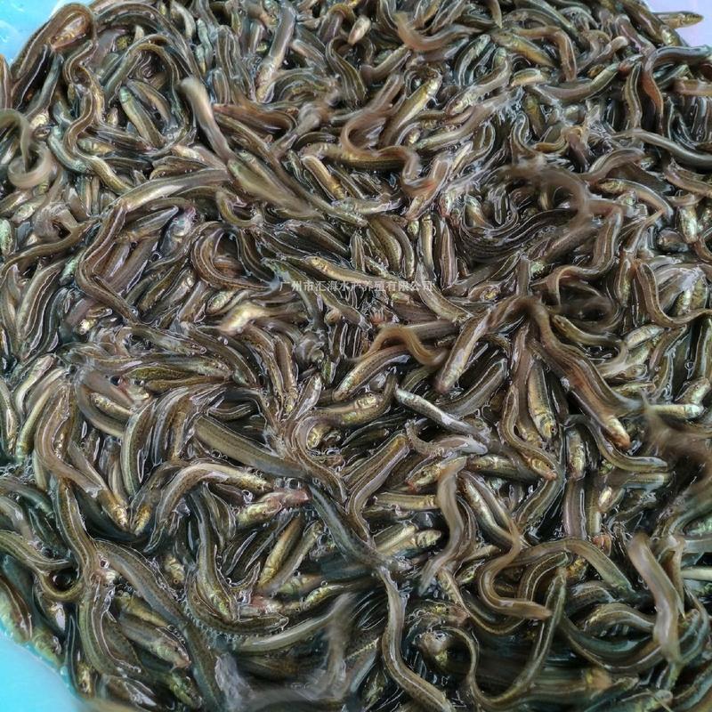 台湾泥鳅苗，基地孵化产地发货，提供技术指导。