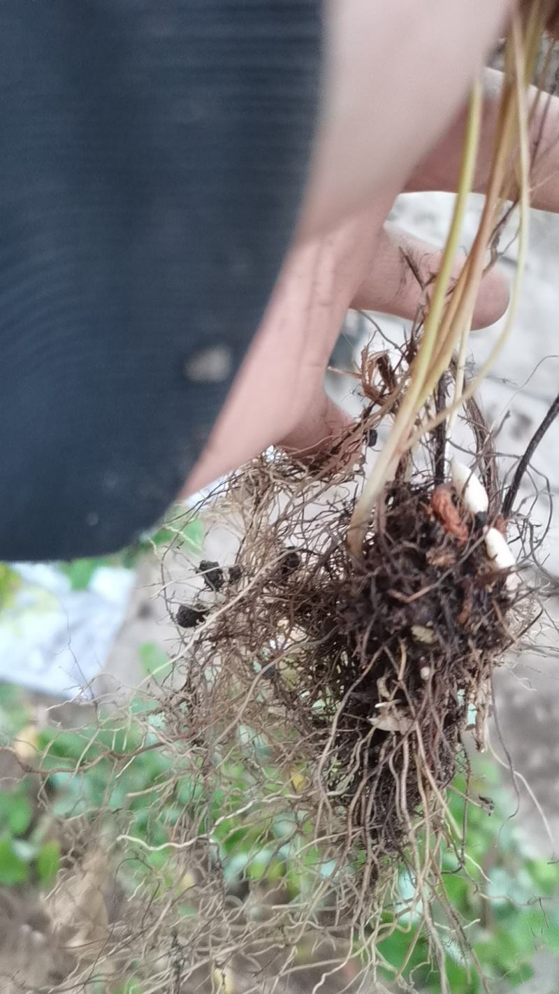 甘肃高含量小圆叶淫羊藿三支九叶草高萌发淫羊藿